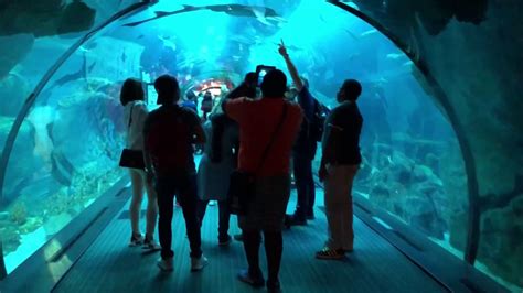 Dubai Aquarium Underwater Zoo At Dubai Mall - Aquarium Views