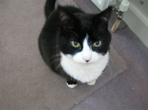 File:Tuxedo Cat.jpg - Wikipedia
