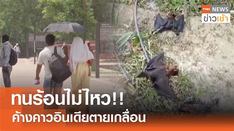 ทนร้อนไม่ไหว!! ค้างคาวอินเดียตายเกลื่อน l TNN ข่าวเช้า 22-06-2024 - YouTube