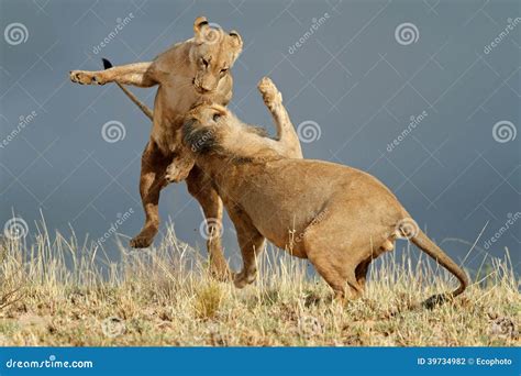 African Lions - Kalahari Desert Royalty-Free Stock Image ...