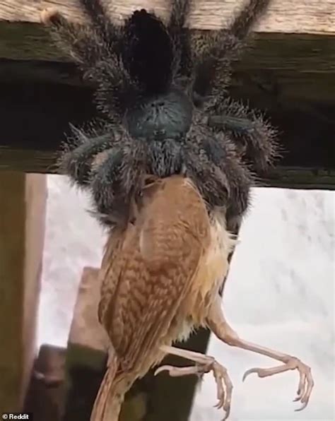 Les nouvelles les plus chaudes d'aujourd'hui! L'oiseau a été brutalement mangé par une araignée ...