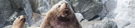 Wildlife Fact Sheets: Steller Sea Lion - Ocean Conservancy