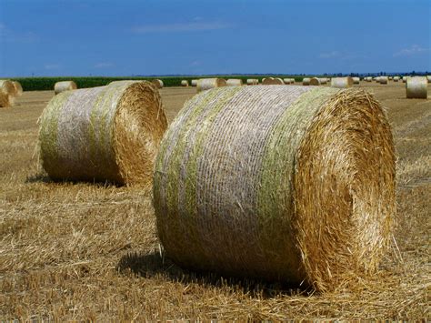 1920x1080 wallpaper | brown dried grass | Peakpx