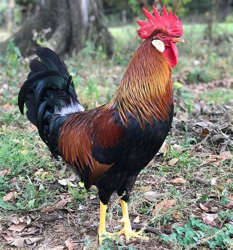 Brown Leghorn Chickens For Sale Online | Cackle Hatchery