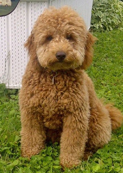 14 Miniature Goldendoodle Puppies For Sale Near Me Photos – Animal lovers love to have these ...