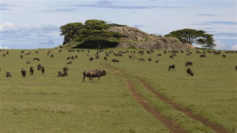 9 Things to See and Do in Serengeti National Park - MapQuest Travel