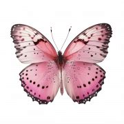 Pink Butterfly Transparent - PNG All | PNG All