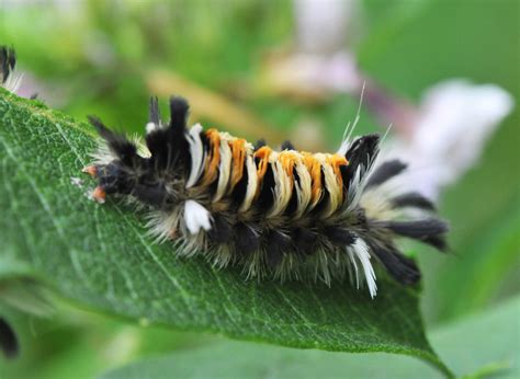 Milkweed Tussock caterpillar – Petals and Wings