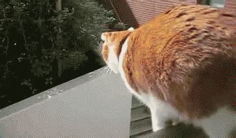 Cat Jumping GIF by Cheezburger - Find & Share on GIPHY