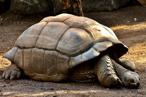 Galápagos Tortoise Facts, Pictures & Video: The World's Largest Tortoise