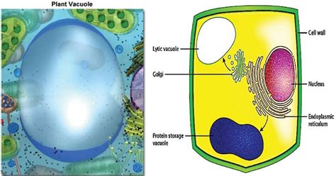 Vacuole In Plant Cell