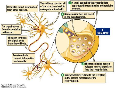 What Are the 7 Neurotransmitters | releases neurotransmitter molecules ...