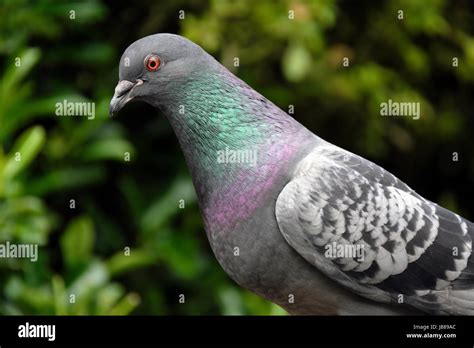 Feral pigeon feeding on bird table in urban house garden Stock Photo - Alamy