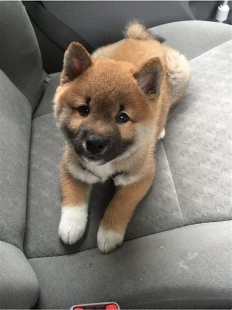 This is a shiba inu puppy😍 : r/aww