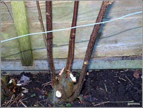 Mark's Veg Plot: Pruning currant bushes