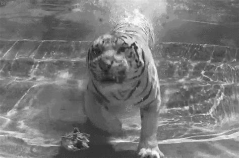 white tiger - Animals Fan Art (30678814) - Fanpop
