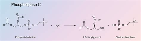 Phospholipase C - Worthington Enzyme Manual | Worthington Biochemical