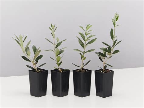 Bambalina Olive Tree | Buy Online Aus | Plants in a Box