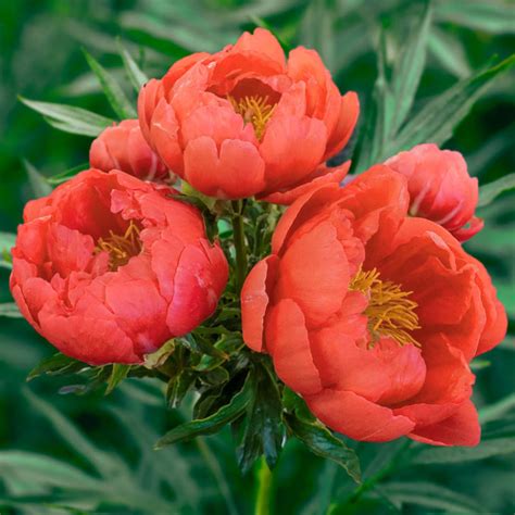 Coral Magic Peony | Brecks Premium Bulbs