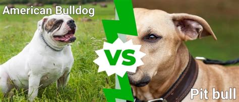 American Bulldog vs Pitbull: 5 Key Differences Explained - IMP WORLD