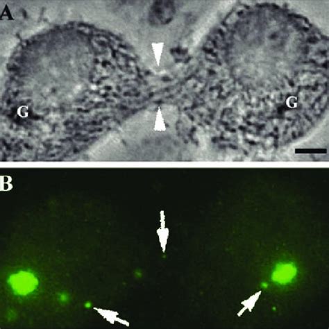 (PDF) Cytoplasmic Bridges as Cell-Cell Channels of Germ Cells