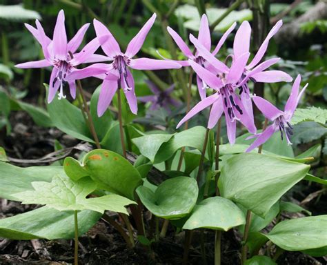 Erythronium japonicum - Alchetron, The Free Social Encyclopedia