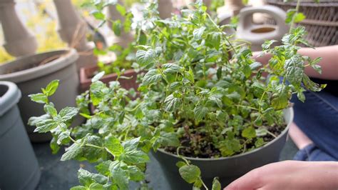 Growing Mint in Containers - Planting, Harvesting, and Pruning - YouTube