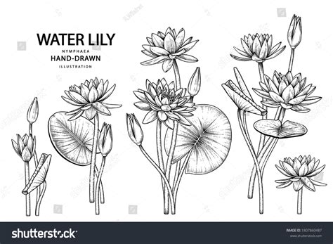 6,034 Water Lily Outline Images, Stock Photos & Vectors | Shutterstock