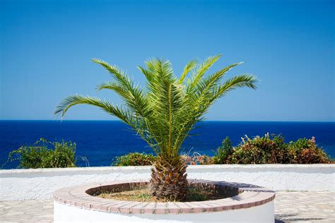 Small Palm Tree Free Stock Photo - Public Domain Pictures