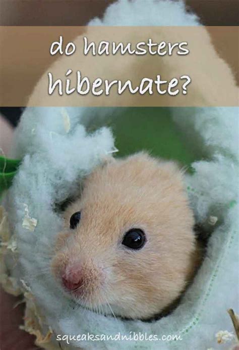 Do Hamsters Hibernate? A Guide To Hamster Hibernation