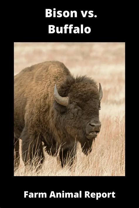 11 Differences: Bison vs Buffalo vs Yak (2022) - Farm Animal Report