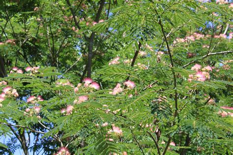 Balloon Juice - Sunday Morning Garden Chat: Pollinators' Paradise?