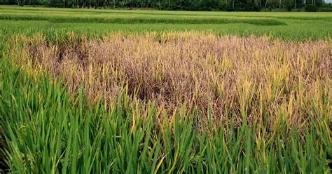 Bacterial leaf blight of rice: Symptoms & Control Measures - Basic Agricultural Study