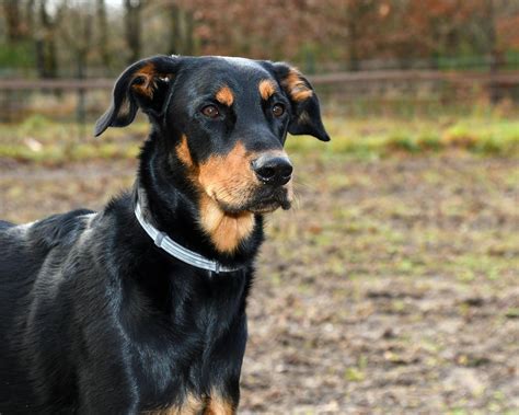 Beauceron Puppies for Sale | Lancaster Puppies