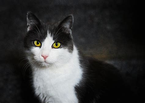 Cat portrait with texture Photograph by Matthias Hauser