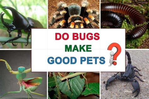 Do Bugs Make Good Pets? - Shrimp and Snail Breeder