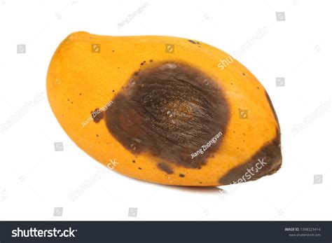 Rotten Mango On White Background Stock Photo 1398323414 | Shutterstock