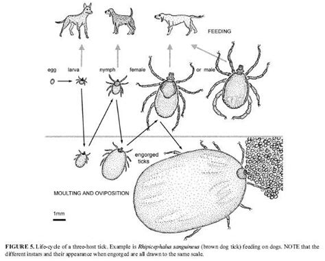 Tick Life Cycle