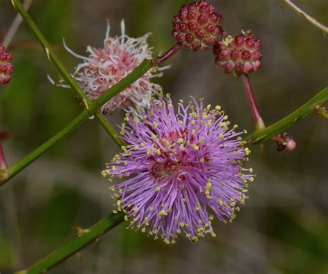 8 Types of Mimosa Trees - ProGardenTips