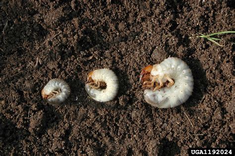 white grubs, scarabs, scarab beetles (Family Scarabaeidae)