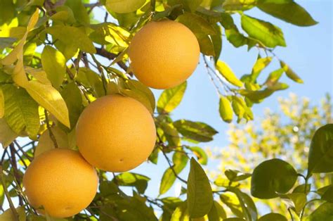 The Complete Guide to Grapefruit Tree Care - Minneopa Orchards