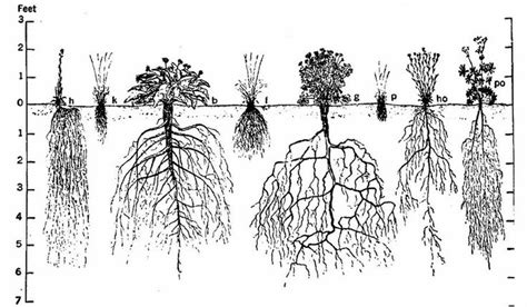 root structures. Fibrous Roots. Tap Roots. Storage Roots. | Flowers ...