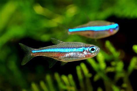 Green Neon Tetra | Fish Laboratory