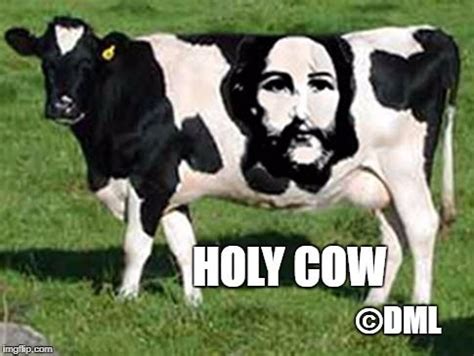 HOLY COW | Original memes, Cow, Custom images