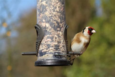 What to feed birds now... – Wiggly Wigglers