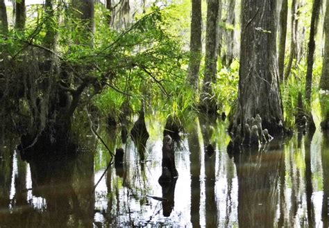 Wildlife in Louisiana: Exploring Honey Island on a Swamp Tour • Globonaut