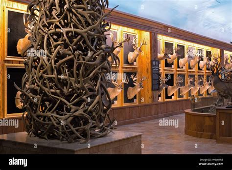 Antlers and deer heads on display at Johnny Morris' Wonders of Wildlife National Museum and ...