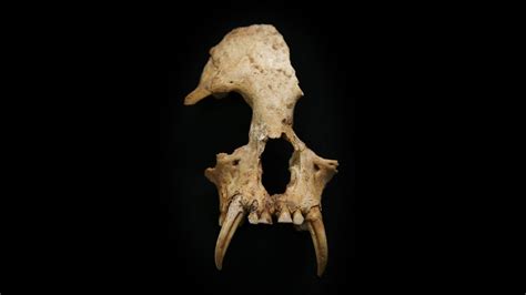 New Gibbon Species Discovered in a 2,200-Year-Old Royal Chinese Tomb - The Atlantic