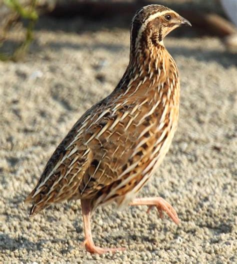 Quail Farming in Kenya | Modern Farming Methods