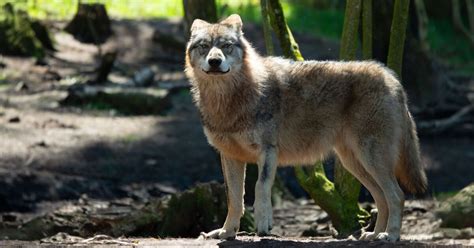 Chernobyl's cancer-resistant mutant wolves could be key to human ...